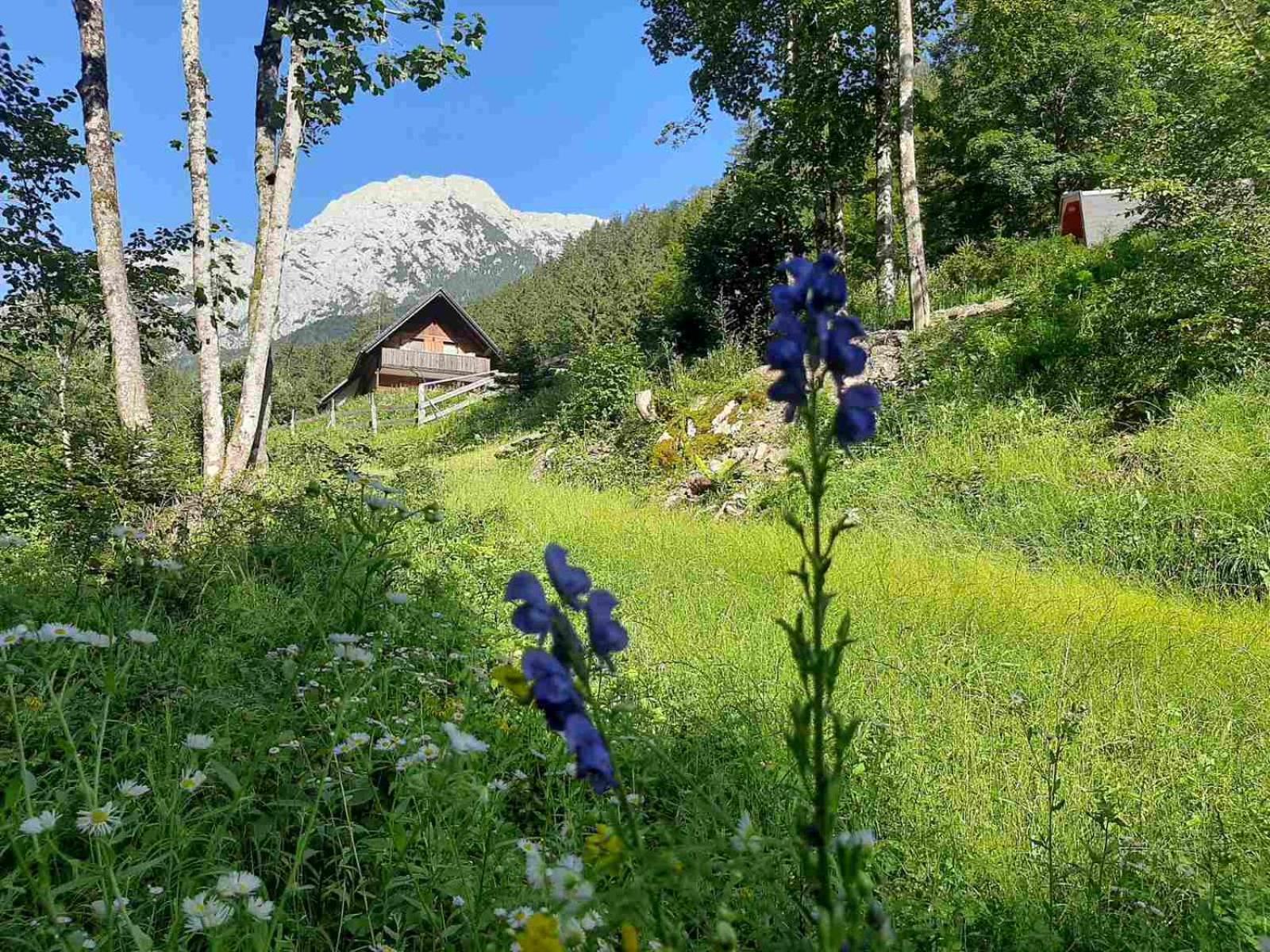 Camping & Glamping Grintovec Preddvor Buitenkant foto
